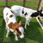 Australian Bull Calf Male