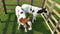 Australian Bull Calf Male