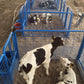 Australian Bull Calf Male