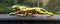 Golden Leopard Car Dashboard Decoration | Leopard Jaguar For Dashboard Decoration Purpose | Golden